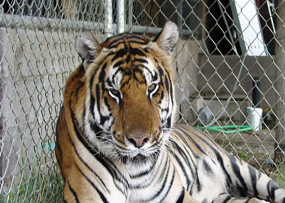 316 316L jardim zoológico de aço inoxidável de grande resistência Mesh For Animal 4,0 milímetros de fio