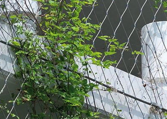 Rede de fio de aço de AISI316 2.5mm para a prova de corrosão de escalada das plantas