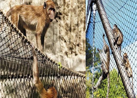 a sarja de aço inoxidável da rede do pássaro do diâmetro de fio de 1.5mm tece o empacotamento da caixa da caixa