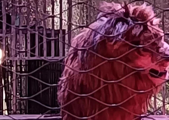 Malha de ferro de aço inoxidável para animais fechada 7 x 19