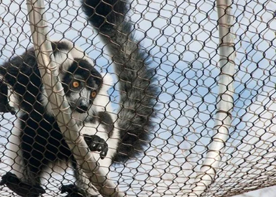 Ferruled e tecido Zoo Wire Mesh com 2 mm em 50 mm abertura