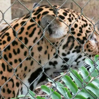 304 316 316L Fios de aço inoxidável