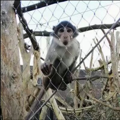 316 Flexível de aço inoxidável X Tend Cable Mesh para cercas de segurança zoológico