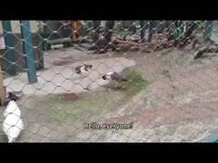 rede de recinto zoológico